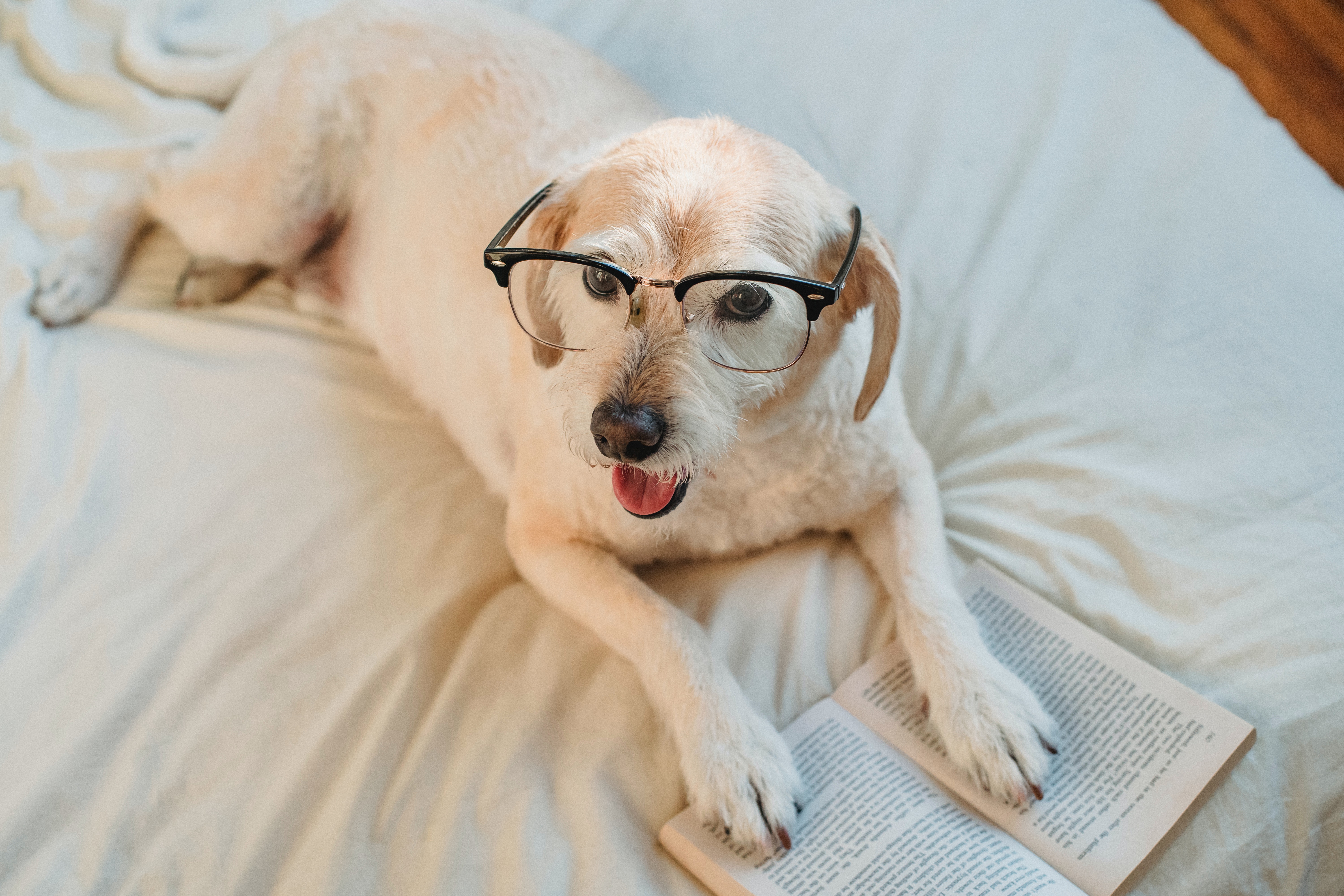 Dog wearing black framed glasses with paws on book