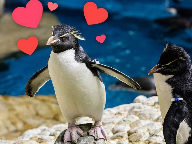 Penguins and hearts from Shedd Aquarium