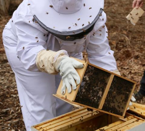 Beekeeper at Lyman Woods